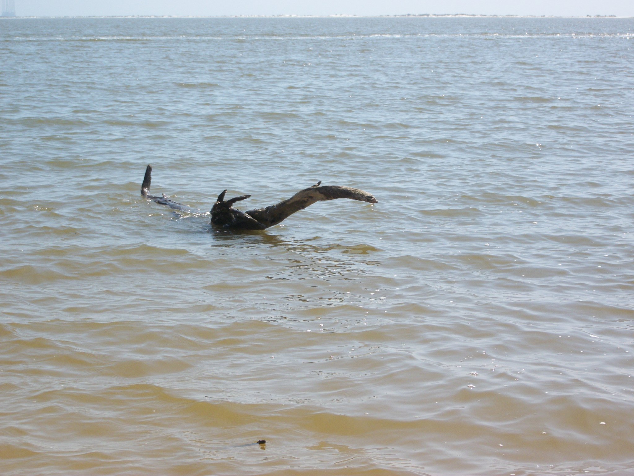 Driftwood shaped like Nessie bobbing along the Dauphin Island shoreline